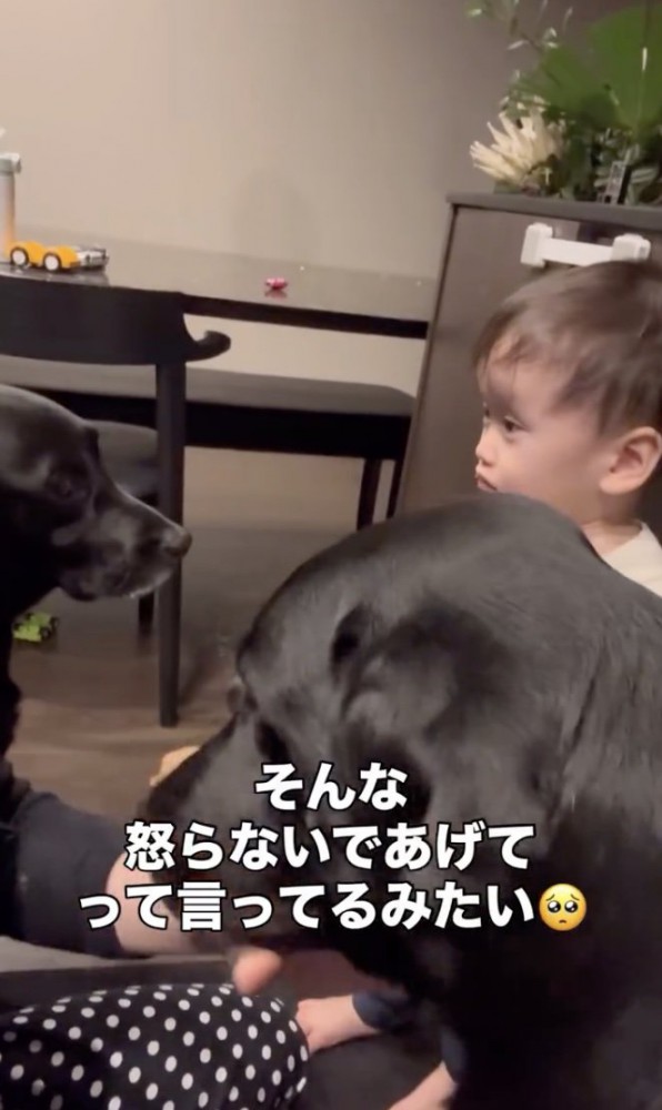 奥にはどん兵衛くんも