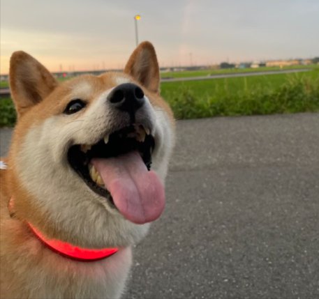 可愛すぎる