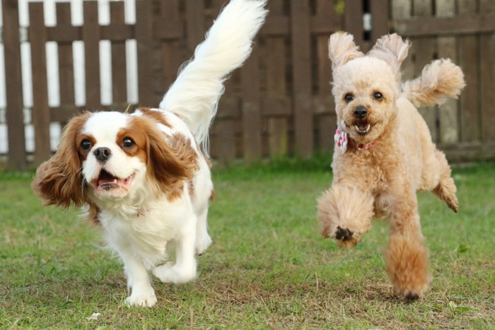 笑顔で並んではしゃぐ2匹の犬