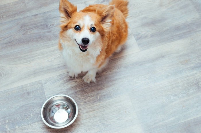 お皿の前で待っている犬