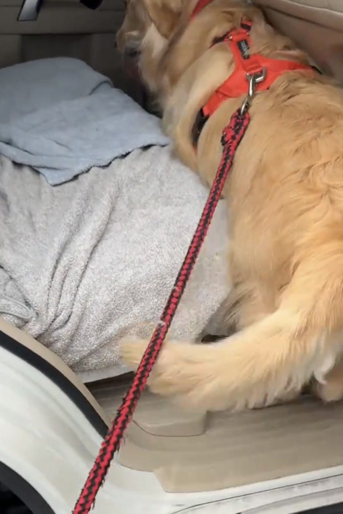 後ろ足をかける犬