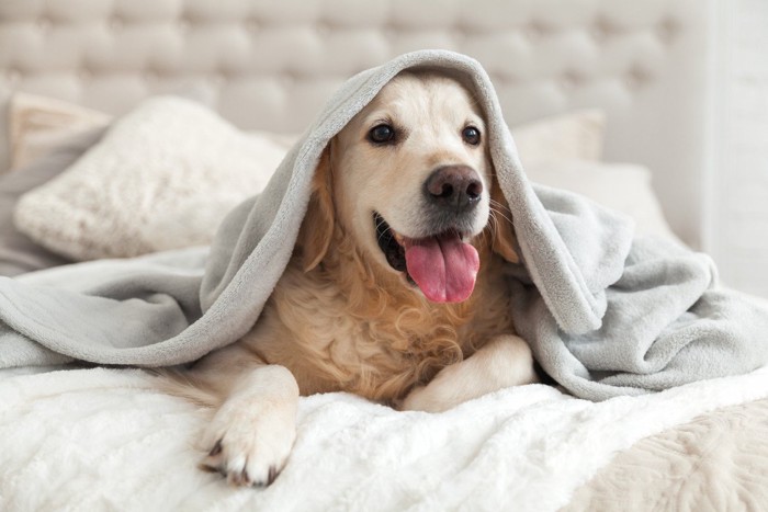 ブランケットをかぶっている犬