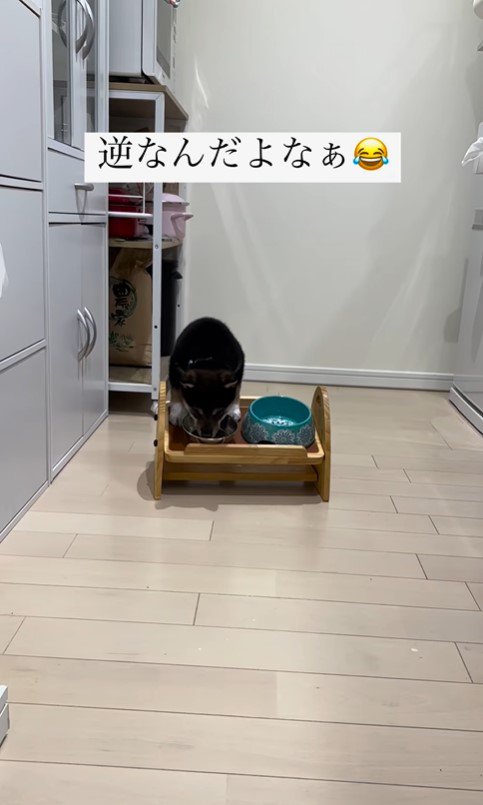 水を飲む猪之助くん