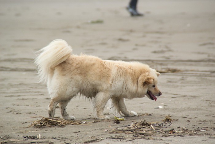 野良犬