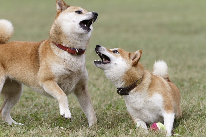 二頭の柴犬