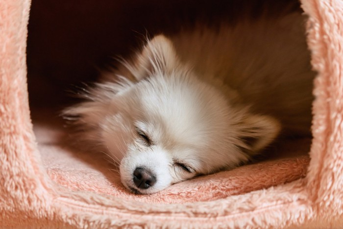 ベッドの中で寝ている犬