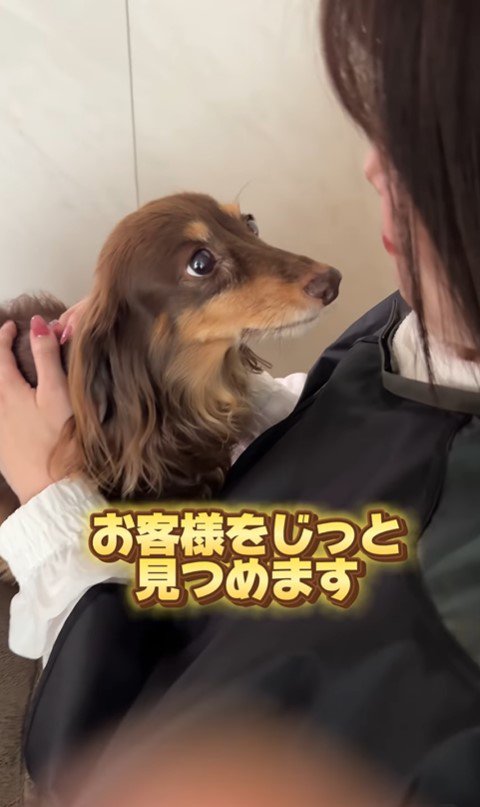 ココちゃんのお仕事