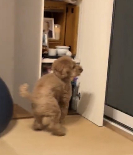 振り返りながら立ち止まる犬