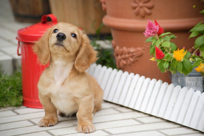 ダックスフンドの子犬