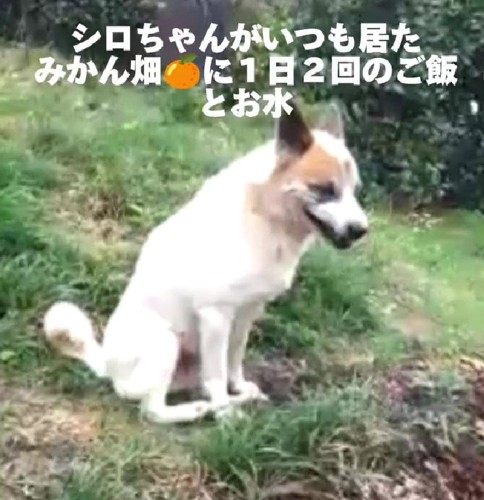 人間に心を開かず…