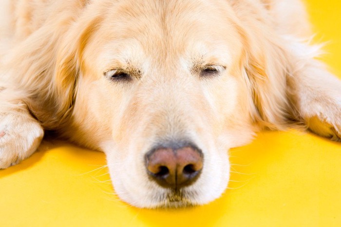 睡魔に襲われる犬