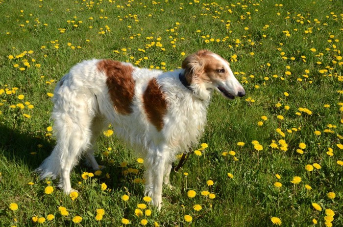 犬のボルゾイの性格や特徴、飼い方や価格について [3/4] | わんちゃんホンポ