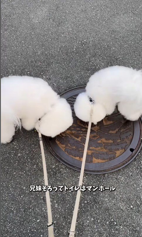 似すぎているおうじ君＆あんじちゃん5
