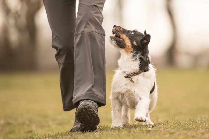 飼い主のそばを歩く犬