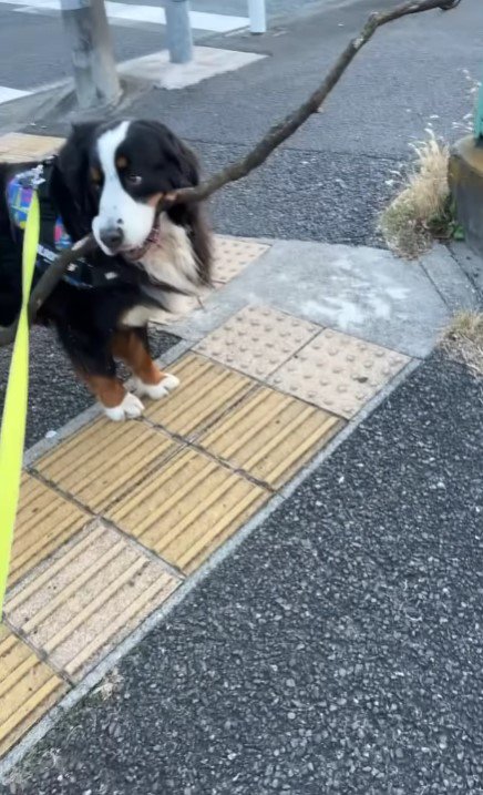 「一回棒をちょうだい」と飼い主さん