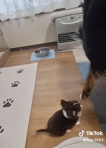 見上げる子犬とよけようとする大型犬の足
