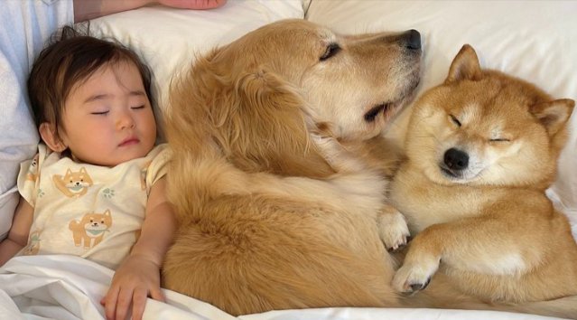 柴犬