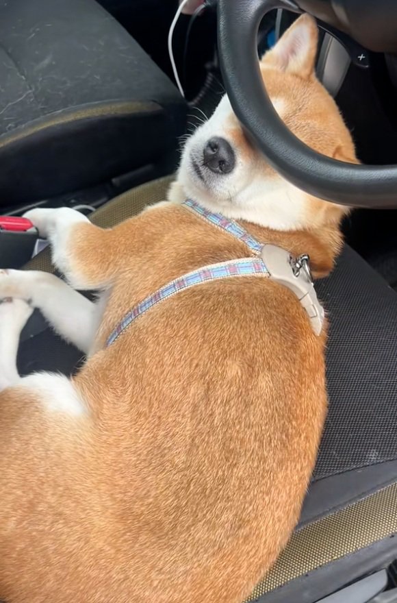 容疑者みたいななっとうちゃん