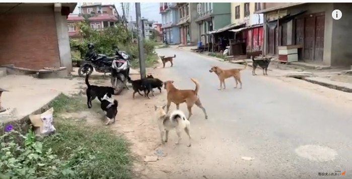 集まる野良犬