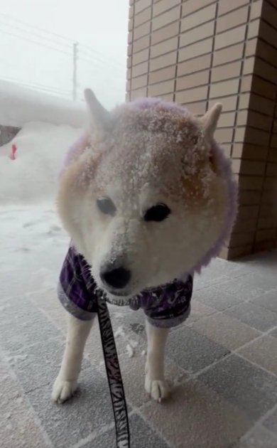 北海道の雪