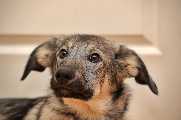 悲しそうな表情の犬