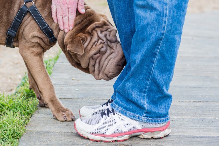 人のニオイをかぐ犬