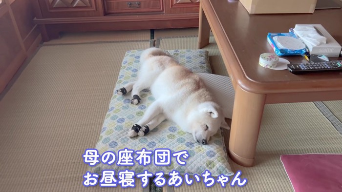母の座布団でお昼寝