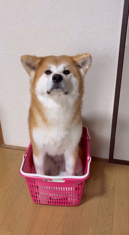 買い物カゴの中に座って飼い主を見上げる犬