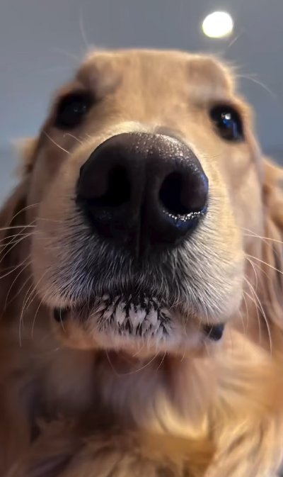 誕生日を迎えた犬