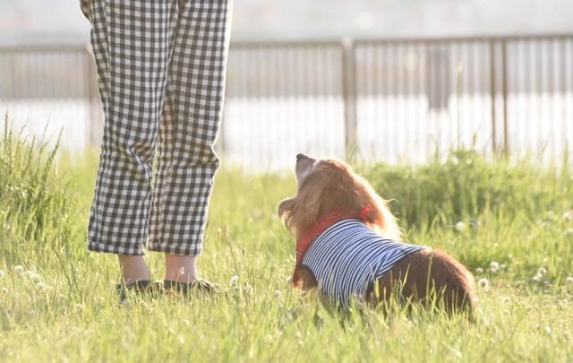 マテをする犬