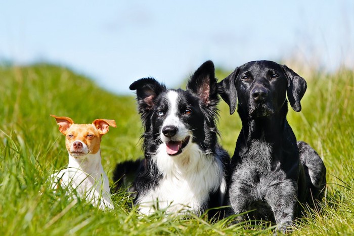 草むらで並んで伏せる三匹の犬