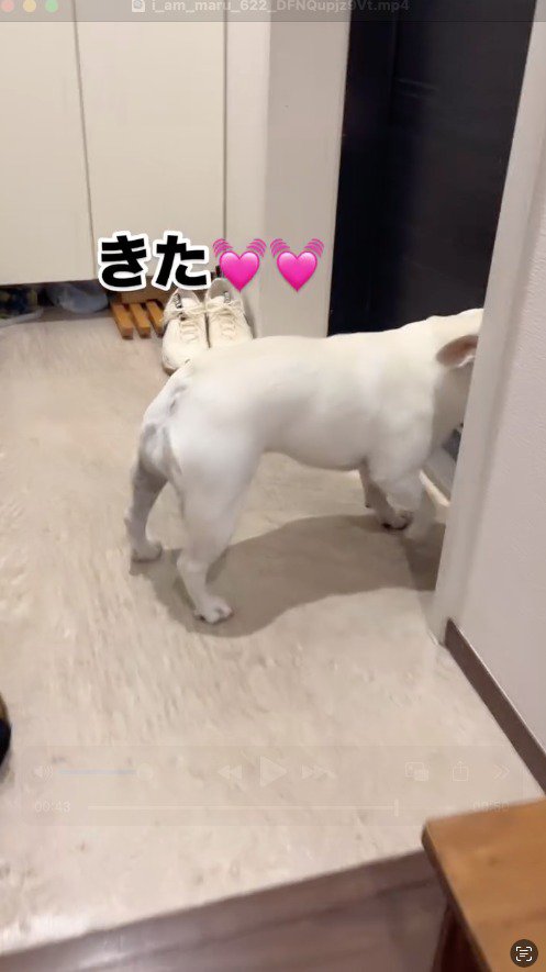 玄関ドアへ駆け寄る犬