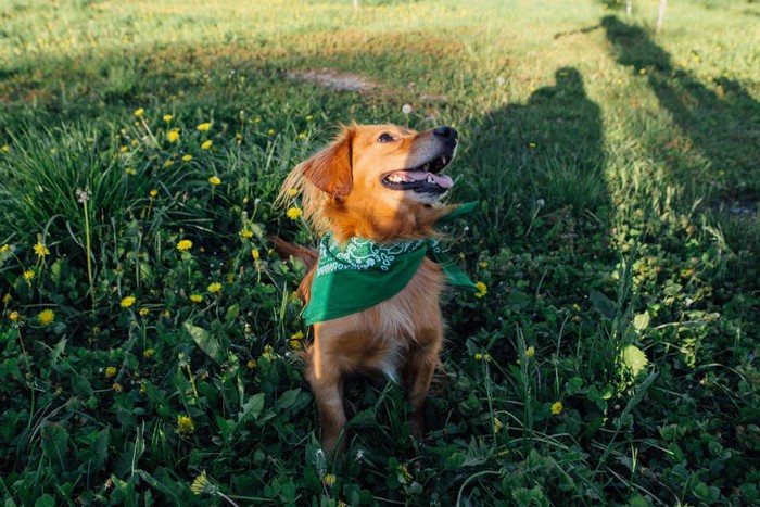 舌を出して寝転ぶ犬