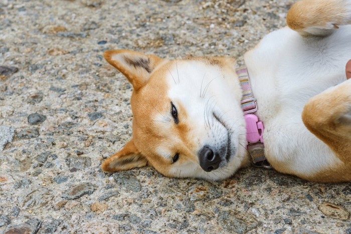 地面に仰向けになる柴犬