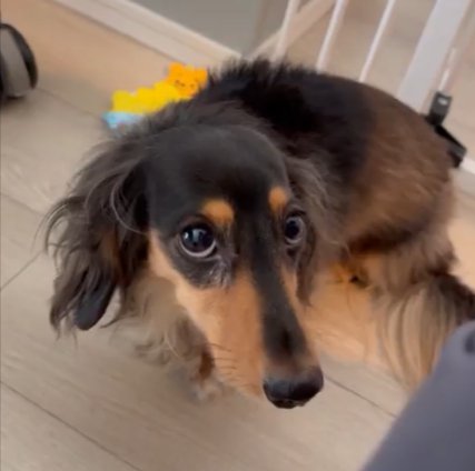 ダックス