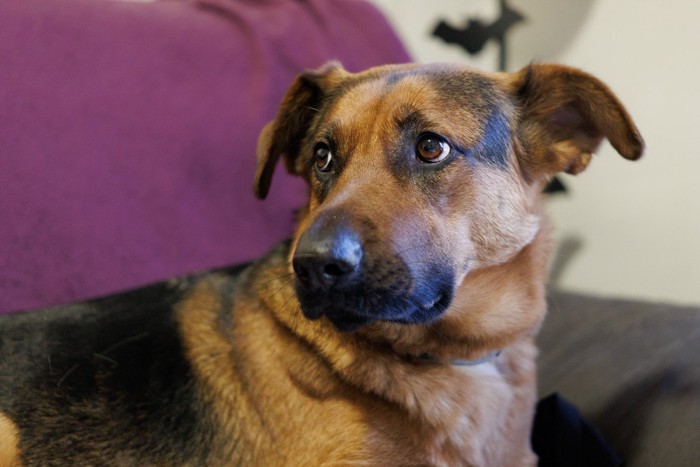 警戒した表情の犬