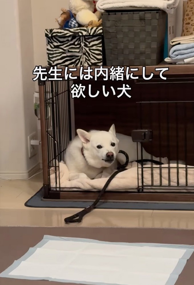 ハウスに入る犬