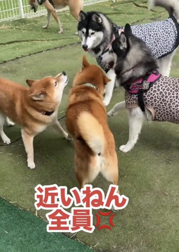 犬たちと向き合う柴犬