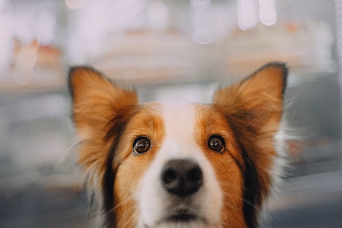 耳をピンと立てる犬