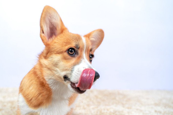 舌なめずりする犬