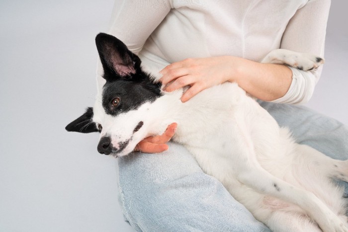 女性に抱えられている犬