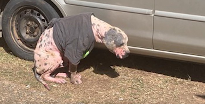 車の横に犬