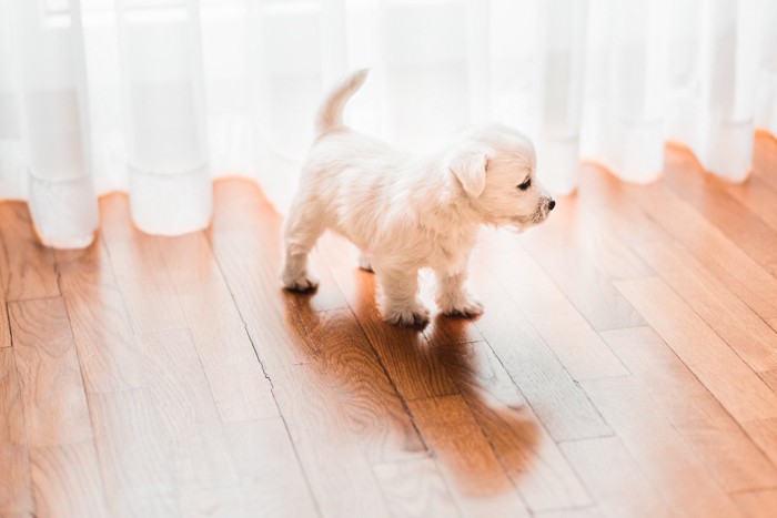 フローリングの上の子犬