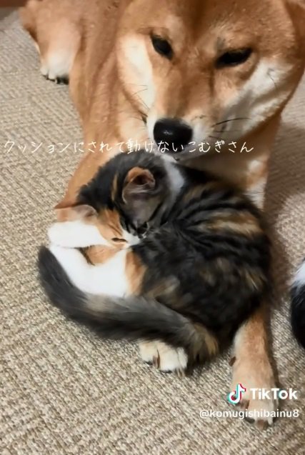寛ぐ子猫