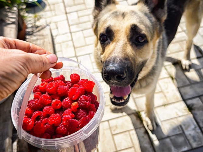飼い主が手に持つラズベリーの容器を見ている犬