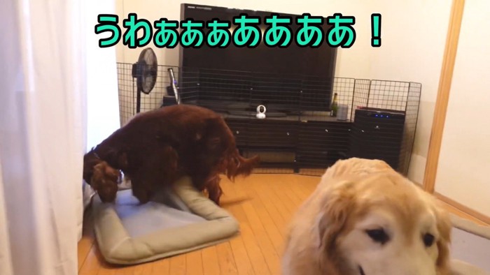 「やられた！」と勘違いして大暴れ