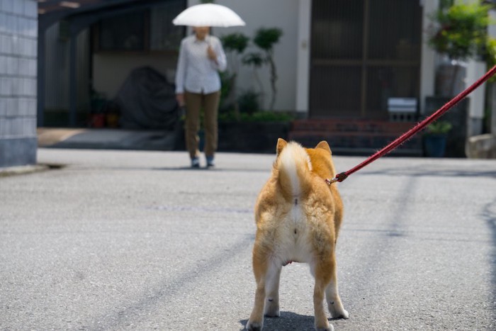 散歩中の柴犬の後ろ姿