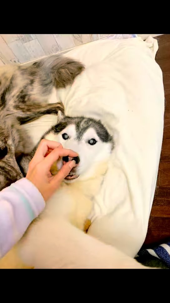 鼻を触られるハスキー