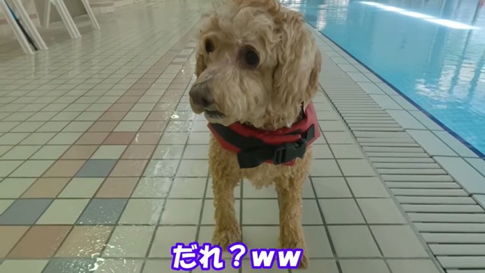 別犬のような姿に（笑）