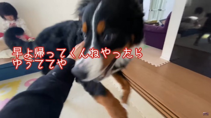 男性の手と大型犬